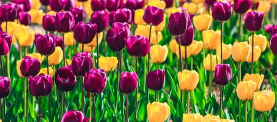 Colorful tulips at the Cincinnati Botanical Garden and Zoo