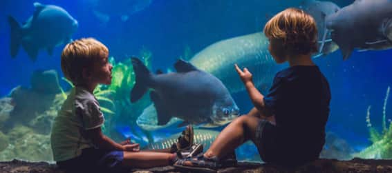 Two children looking at an aquarium tank